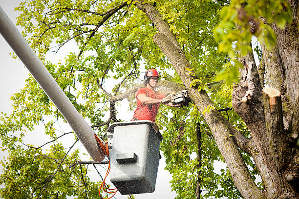 Reliable Telluride, CO  Tree Services Solutions